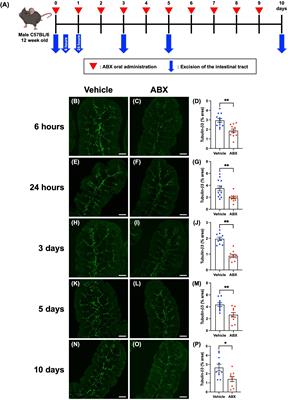 Indigenous gut microbiota constitutively drive release of ciliary neurotrophic factor from mucosal enteric glia to maintain the homeostasis of enteric neural circuits